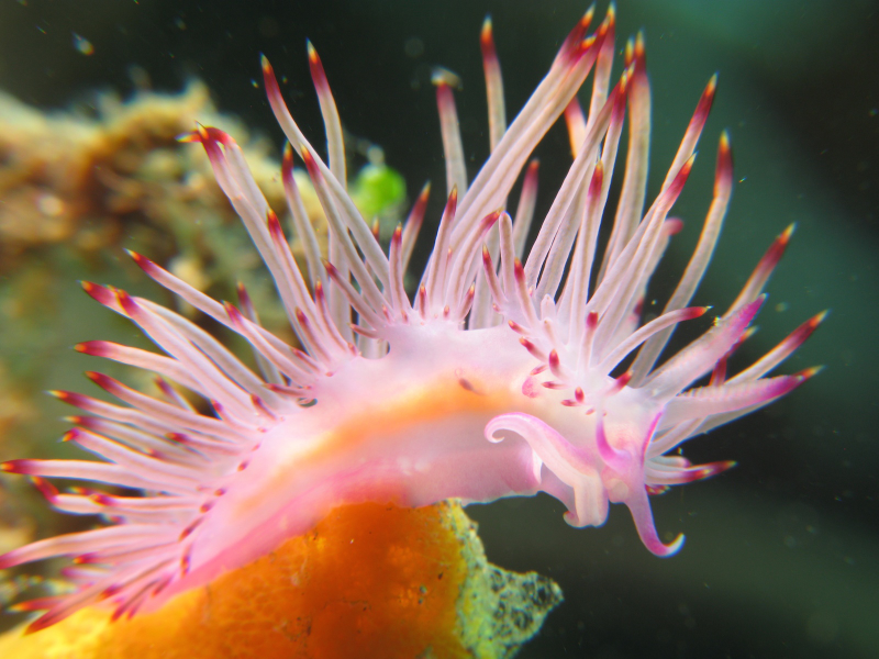 Illustration for article titled Striking Photographs Of Sea Slugs Expose The Alien World Under the Sea